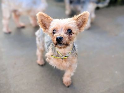 Sunshine | Terrier (Yorkshire) | Cardiff - 3