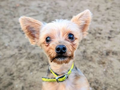 Sunshine | Terrier (Yorkshire) | Cardiff - 5