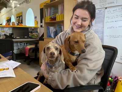 Parker & Penelope, a 2 years old male Dachshund available for adoption from Dogs Trust in Bridgend (Wales)