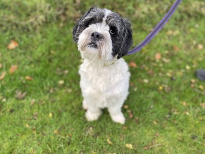 Panda | Lhasa Apso Cross | Cumbria - 5