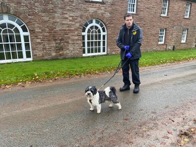 Panda | Lhasa Apso Cross | Cumbria - 3