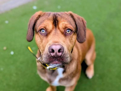 Skippy | Terrier (Staffordshire Bull) Cross | Cardiff - 3