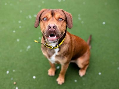 Skippy | Terrier (Staffordshire Bull) Cross | Cardiff - 5