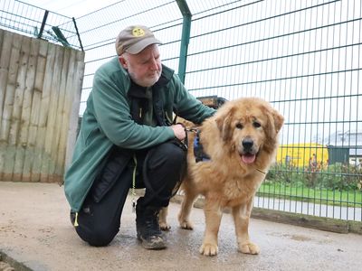 Moana | Tibetan Mastiff Cross | Leeds - 3