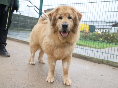 Moana | Tibetan Mastiff Cross | Leeds - 2