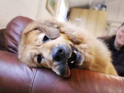 Moana | Tibetan Mastiff Cross | Leeds - 2