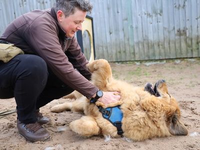 Moana | Tibetan Mastiff Cross | Leeds - 4