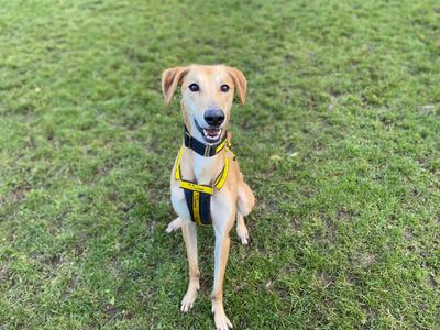 Lucas Longlegs | Saluki | West Calder (Edinburgh) - 2