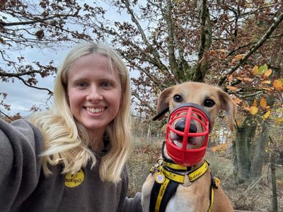 Lucas Longlegs | Saluki | West Calder (Edinburgh) - 5