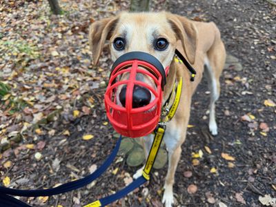 Lucas Longlegs | Saluki | West Calder (Edinburgh) - 3