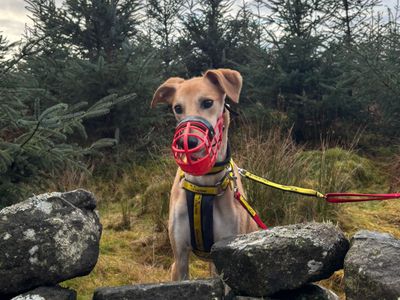 Lucas Longlegs | Saluki | West Calder (Edinburgh) - 4
