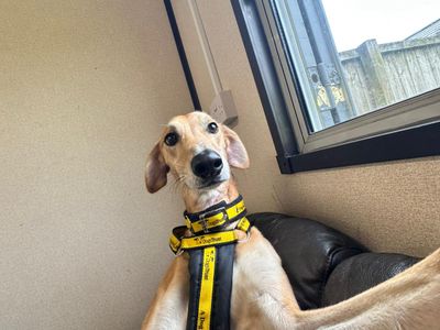 Lucas Longlegs | Lurcher | West Calder (Edinburgh) - 5