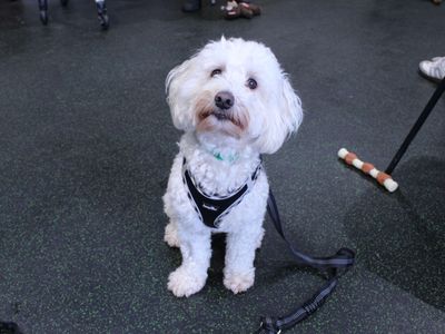 Charlie | Maltese Cross | Harefield West London - 3