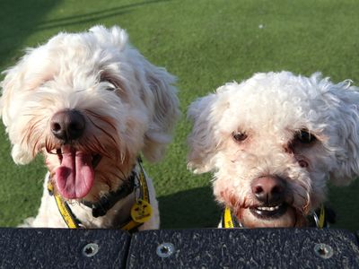 Charlie | Maltese Cross | Harefield West London - 3