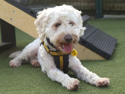Charlie | Maltese Cross | Harefield West London - 2