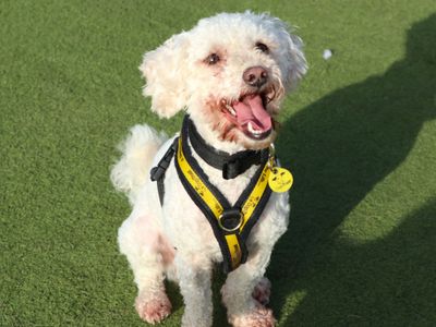 Pluto | Maltese Cross | Harefield West London - 2