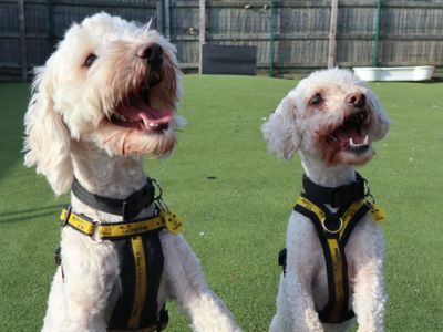 Pluto | Maltese Cross | Harefield West London - 3