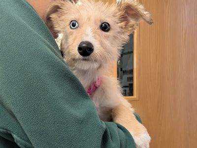 Bunny | Lurcher Cross | Leeds - 2