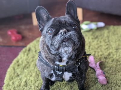 Skyla | French Bulldog | West Calder (Edinburgh) - 1