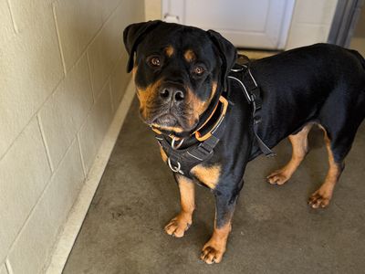 Marley | Rottweiler Cross | Basildon (Essex) - 3
