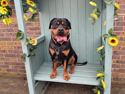 Marley — Rottweiler Cross