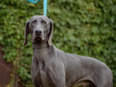Axel | Weimaraner | Kenilworth (West Midlands) - 2