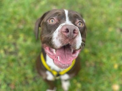 Cookie, a 4 years old male Bulldog available for adoption from Dogs Trust in Shrewsbury (Shropshire)