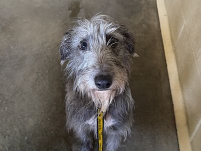 Elsie | Lurcher Cross | Basildon (Essex) - 3