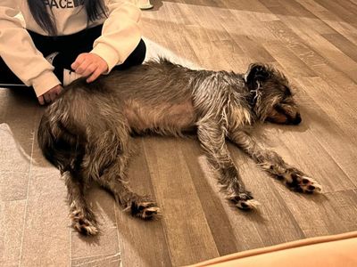 Elsie | Lurcher Cross | Basildon (Essex) - 1