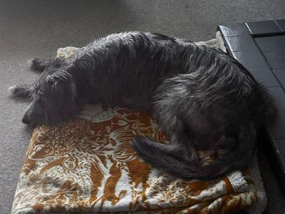 Elsie | Lurcher Cross | Basildon (Essex) - 5