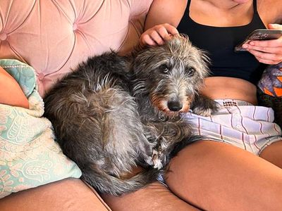 Elsie | Lurcher Cross | Basildon (Essex) - 3