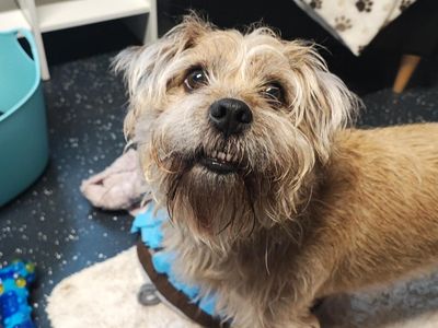 Piggy | Terrier (Border) Cross | Shoreham (Sussex) - 3