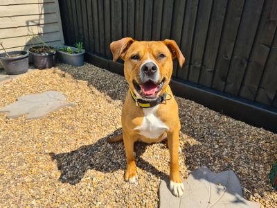 Kylie | Terrier (Staffordshire Bull) | Ilfracombe - 5