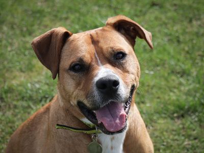 Kylie | Terrier (Staffordshire Bull) | Ilfracombe - 3