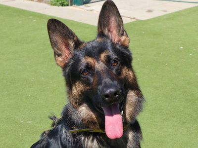 Roxy, a 2 years old female German Shepherd available for adoption from Dogs Trust in Greater London