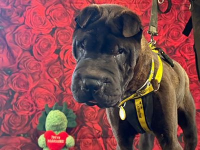 Prichard, a 2 years old male Shar Pei available for adoption from Dogs Trust in Shrewsbury, Shropshire