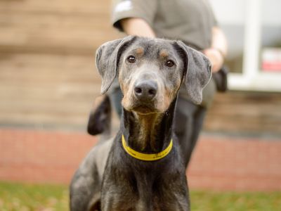Mr Freckles | Dobermann | Kenilworth (West Midlands) - 5