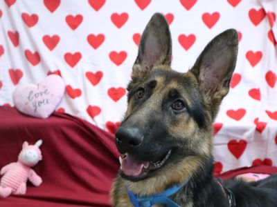 Aiden | German Shepherd Dog | Harefield West London - 3