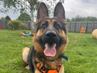 Aiden, a 1 year old male German Shepherd available for adoption from Dogs Trust in Greater London