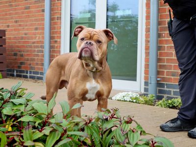 Vinnie | Bulldog | Darlington - 3