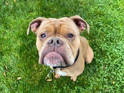 Vinnie | Bulldog | Darlington - 2