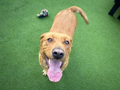 Lola | Retriever (Labrador) | Ballymena (Northern Ireland) - 3