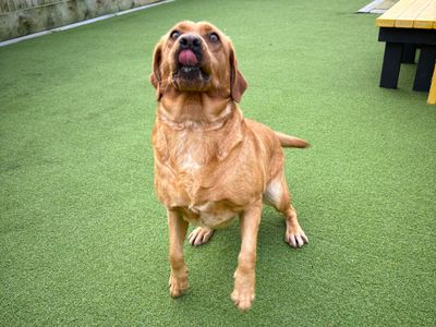 Lola | Retriever (Labrador) | Ballymena (Northern Ireland) - 1