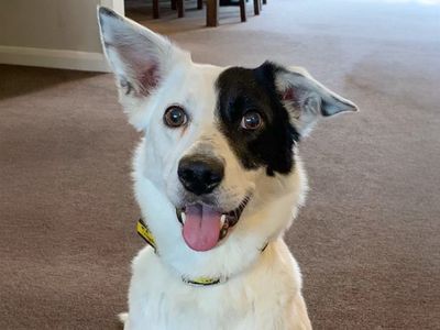 Starlight | Collie (Border) | Basildon (Essex) - 5