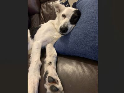 Starlight | Collie (Border) | Basildon (Essex) - 3