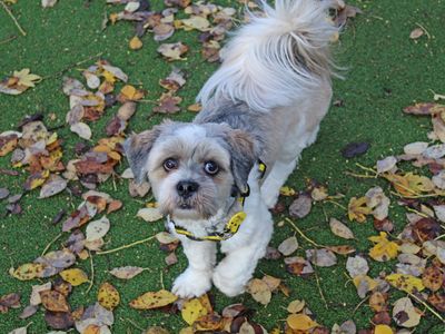 Hudson | Lhasa Apso | Glasgow - 3