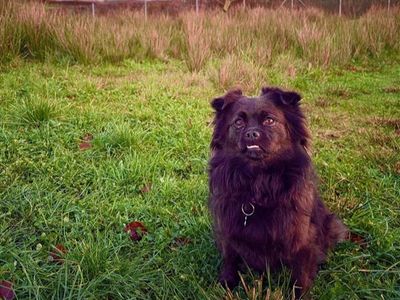 Suzie | Shih Tzu Cross | Ballymena (Northern Ireland) - 2