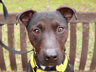 Radish | Crossbreed | Harefield West London - 2