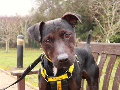 Radish | Crossbreed | Harefield West London - 3
