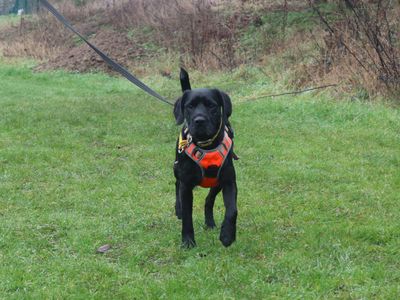 Ezra | Spaniel (English Springer) Cross | Harefield West London - 3